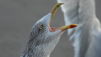 user segment call behavior